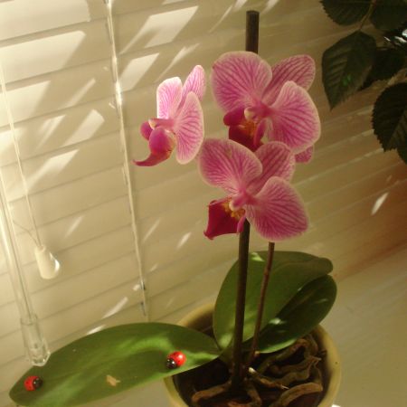 orhidee(mihaela)